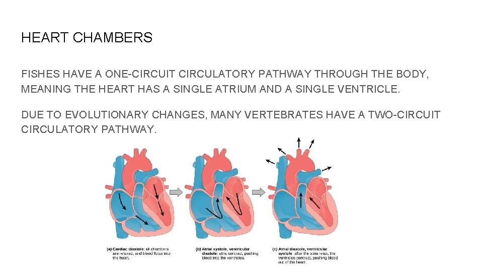 HEART CHAMBERS FISHES HAVE A ONE-CIRCUIT CIRCULATORY PATHWAY THROUGH THE BODY, MEANING THE HEART