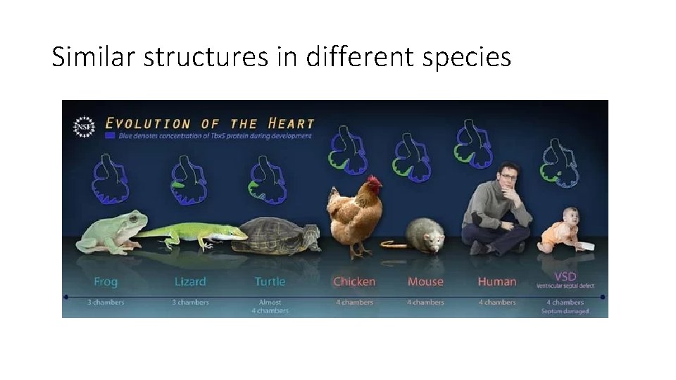Similar structures in different species 