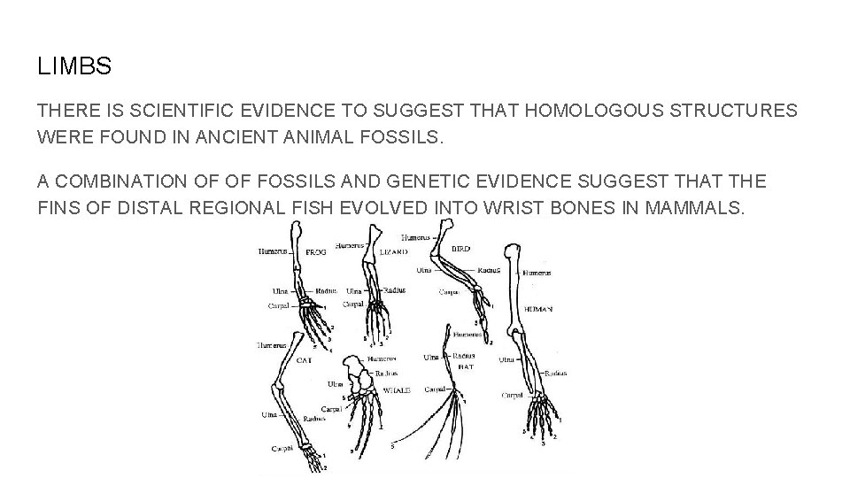 LIMBS THERE IS SCIENTIFIC EVIDENCE TO SUGGEST THAT HOMOLOGOUS STRUCTURES WERE FOUND IN ANCIENT