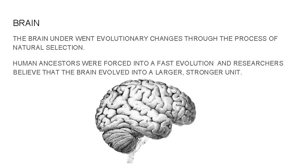 BRAIN THE BRAIN UNDER WENT EVOLUTIONARY CHANGES THROUGH THE PROCESS OF NATURAL SELECTION. HUMAN