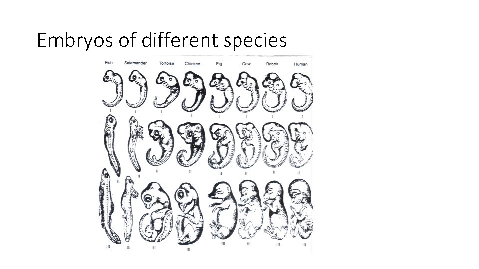 Embryos of different species 