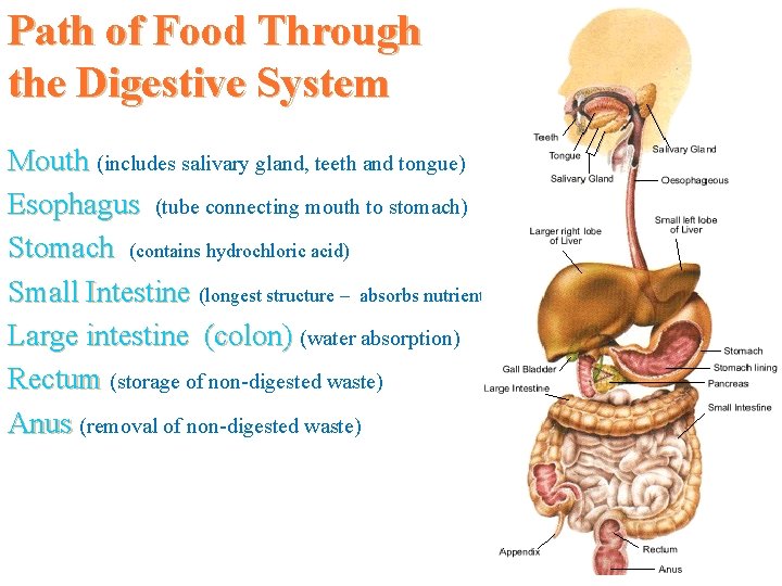 Path of Food Through the Digestive System Mouth (includes salivary gland, teeth and tongue)