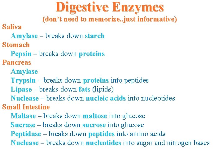 Digestive Enzymes (don’t need to memorize. . just informative) Saliva Amylase – breaks down