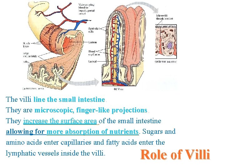 The villi line the small intestine. They are microscopic, finger-like projections. They increase the