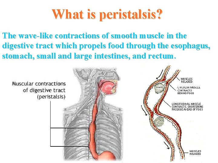 What is peristalsis? The wave-like contractions of smooth muscle in the digestive tract which