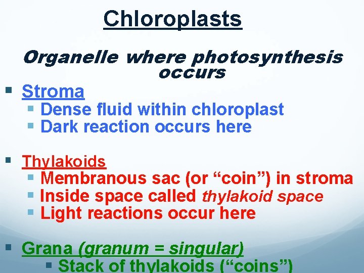 Chloroplasts Organelle where photosynthesis occurs § Stroma § Dense fluid within chloroplast § Dark