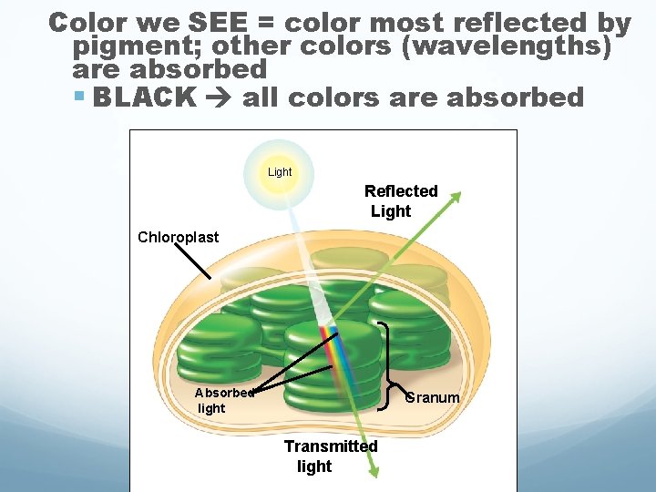 Color we SEE = color most reflected by pigment; other colors (wavelengths) are absorbed