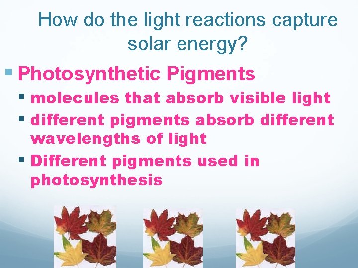 How do the light reactions capture solar energy? § Photosynthetic Pigments § molecules that