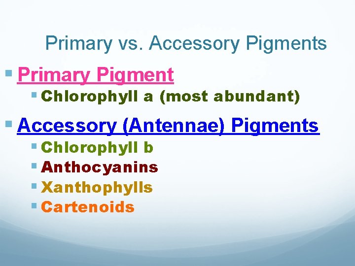 Primary vs. Accessory Pigments § Primary Pigment § Chlorophyll a (most abundant) § Accessory