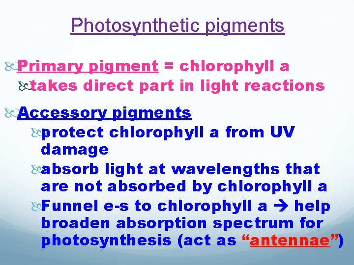 Photosynthetic pigments Primary pigment = chlorophyll a takes direct part in light reactions Accessory