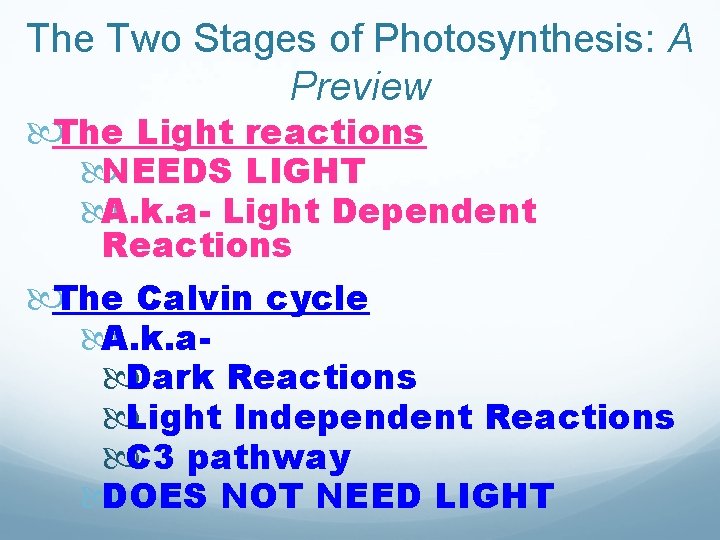 The Two Stages of Photosynthesis: A Preview The Light reactions NEEDS LIGHT A. k.