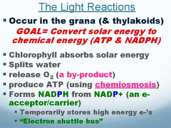 The Light Reactions § Occur in the grana (& thylakoids) GOAL= Convert solar energy