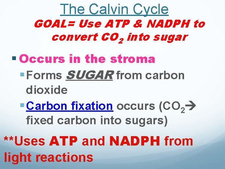 The Calvin Cycle GOAL= Use ATP & NADPH to convert CO 2 into sugar