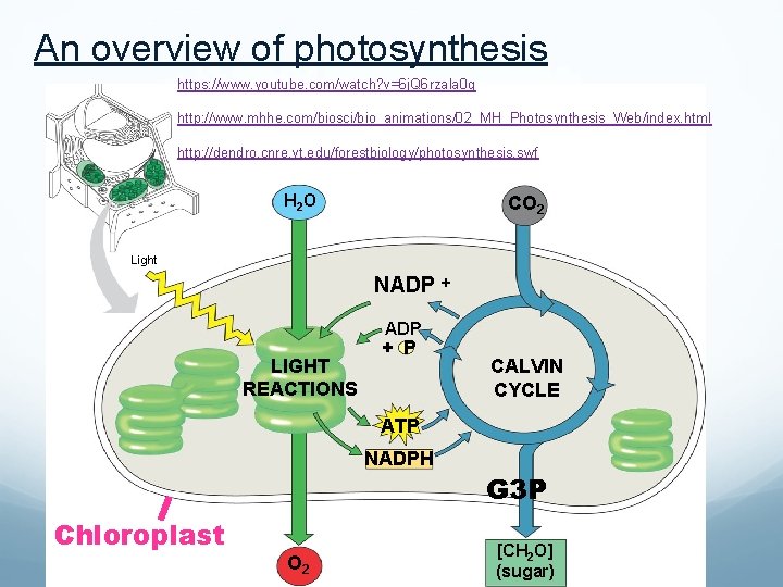 An overview of photosynthesis https: //www. youtube. com/watch? v=6 j. Q 6 rzala 0