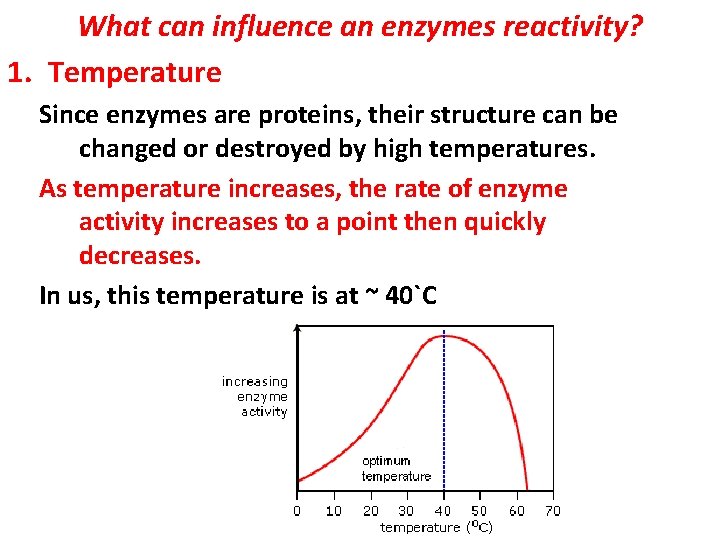 What can influence an enzymes reactivity? 1. Temperature Since enzymes are proteins, their structure