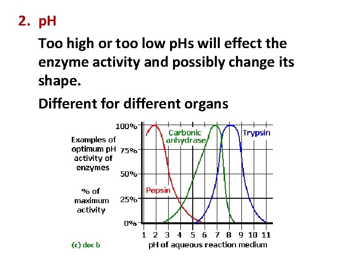 2. p. H Too high or too low p. Hs will effect the enzyme