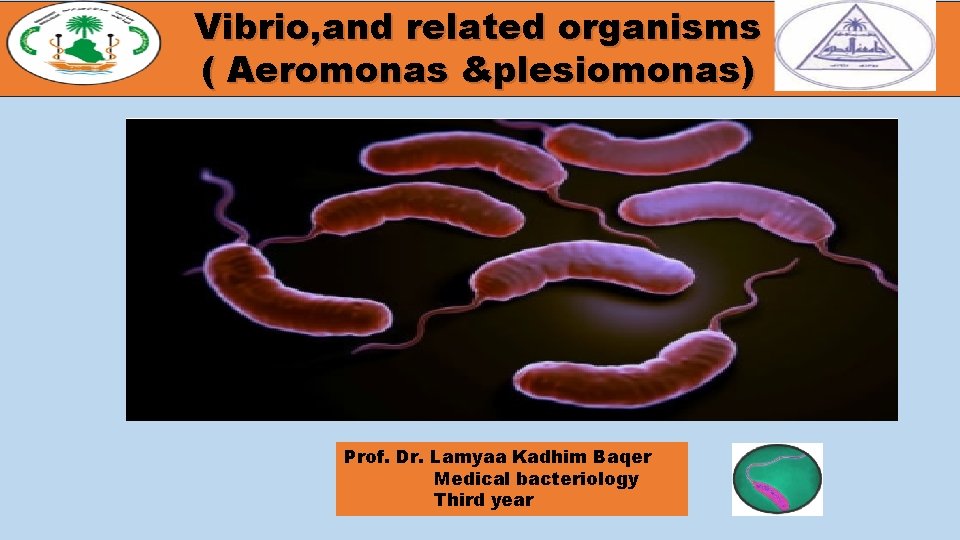 Vibrio, and related organisms ( Aeromonas &plesiomonas) Prof. Dr. Lamyaa Kadhim Baqer Medical bacteriology