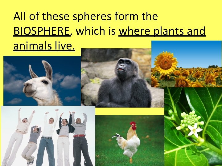 All of these spheres form the BIOSPHERE, which is where plants and animals live. All of these spheres form the BIOSPHERE, which is where plants and animals live.