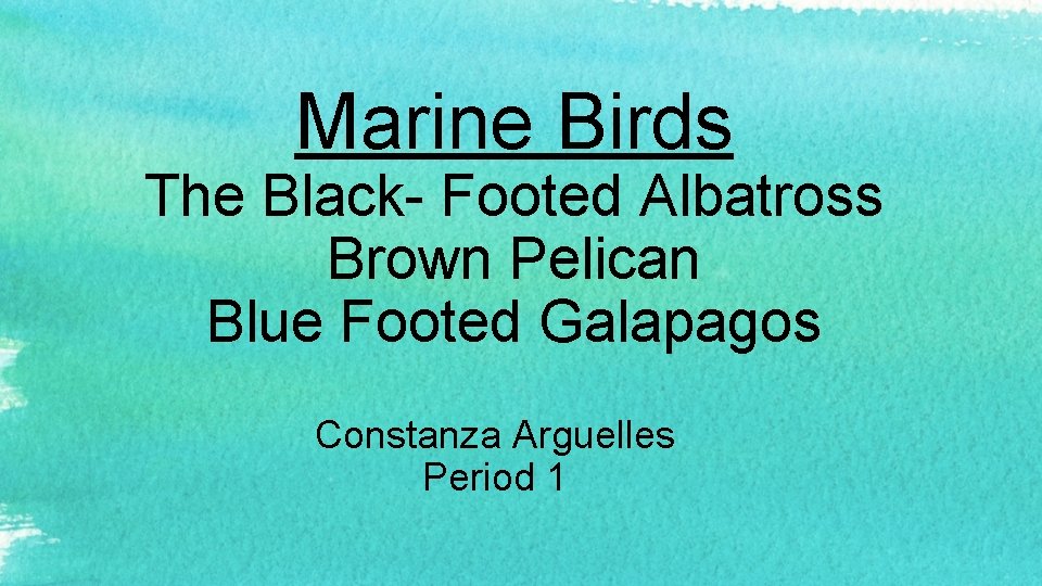 Marine Birds The Black- Footed Albatross Brown Pelican Blue Footed Galapagos Constanza Arguelles Period