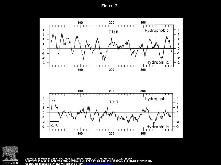 Figure 3: Journal of Biological Chemistry 1995 27015598 -15606 DOI: (10. 1074/jbc. 270. 26.