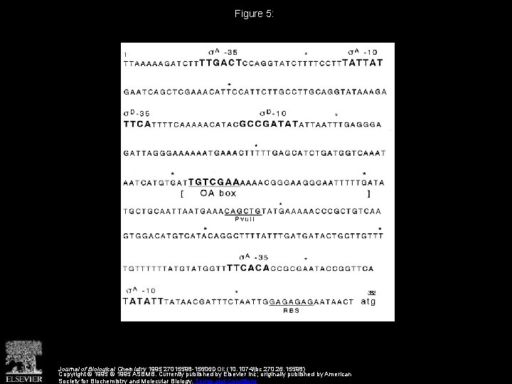 Figure 5: Journal of Biological Chemistry 1995 27015598 -15606 DOI: (10. 1074/jbc. 270. 26.