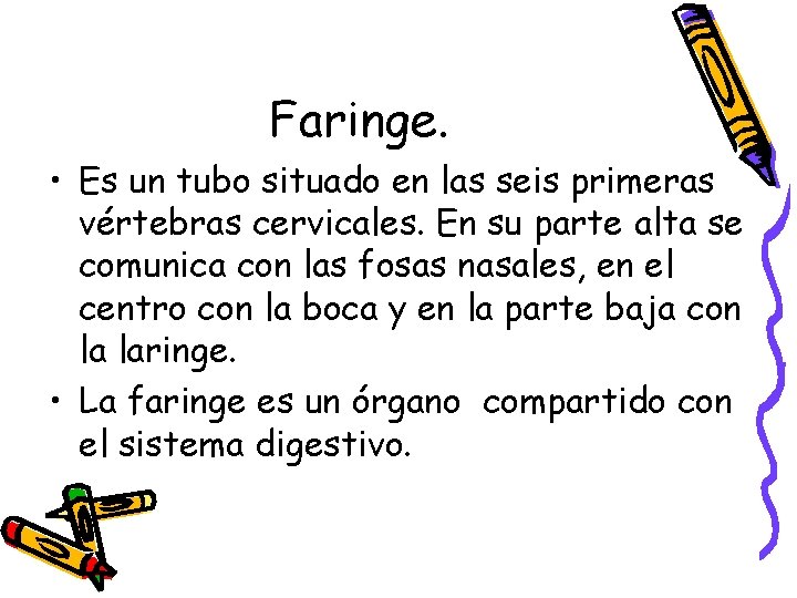 Faringe. • Es un tubo situado en las seis primeras vértebras cervicales. En su