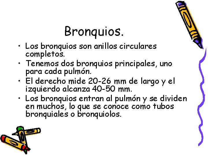 Bronquios. • Los bronquios son anillos circulares completos. • Tenemos dos bronquios principales, uno
