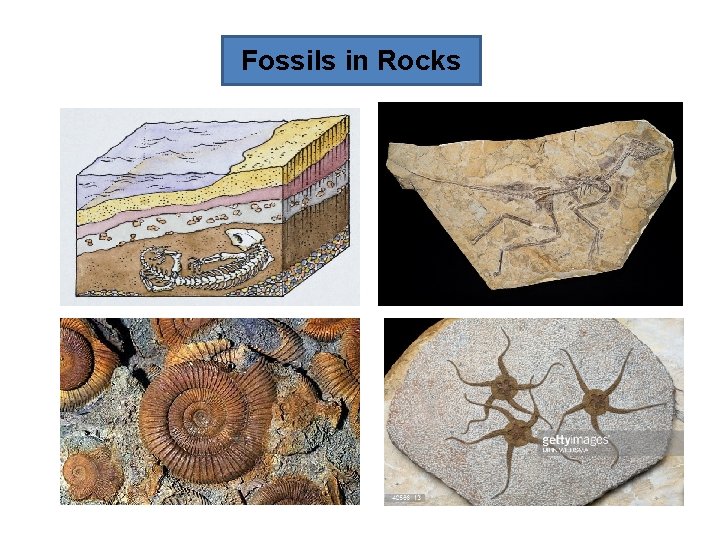 Fossils in Rocks 
