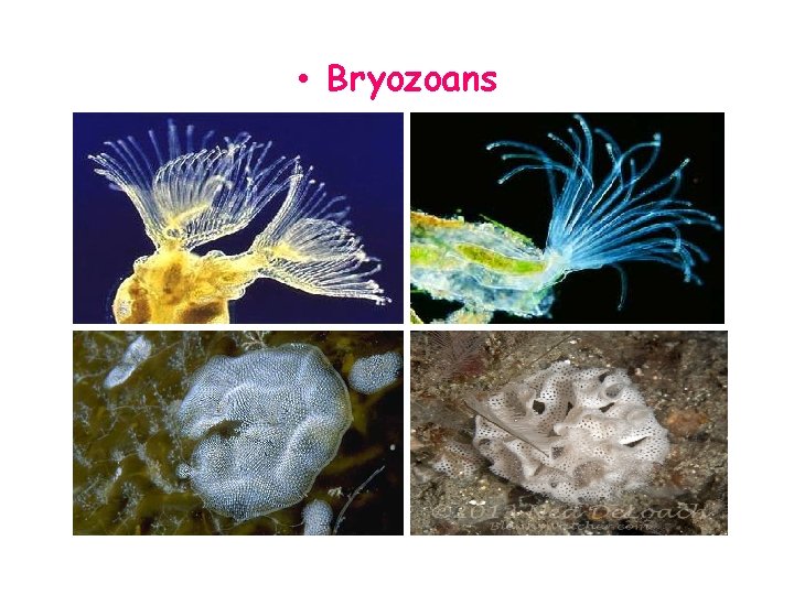  • Bryozoans 