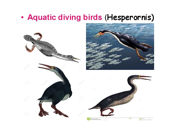 • Aquatic diving birds (Hesperornis) 