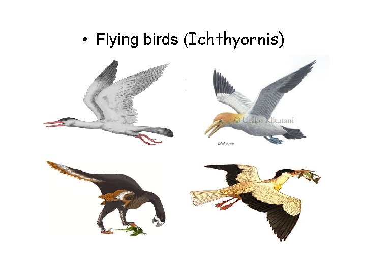  • Flying birds (Ichthyornis) 