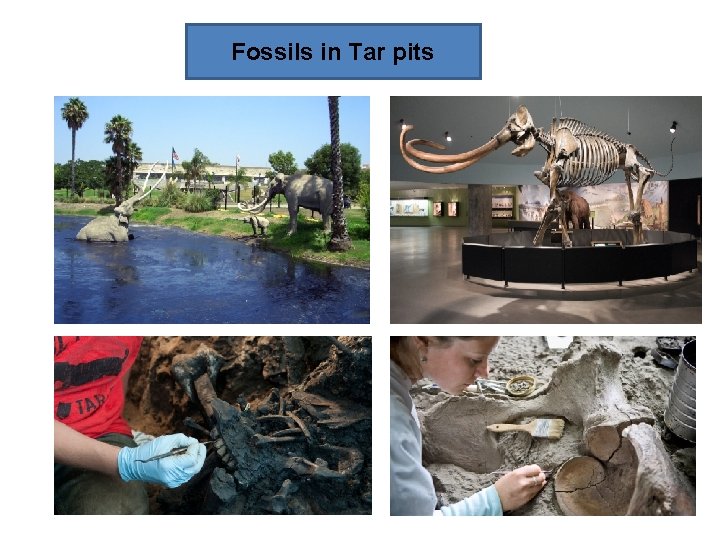 Fossils in Tar pits 