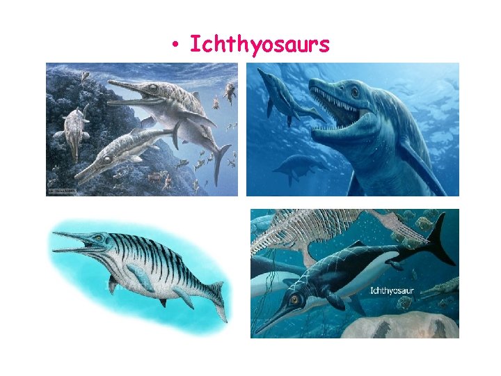  • Ichthyosaurs 