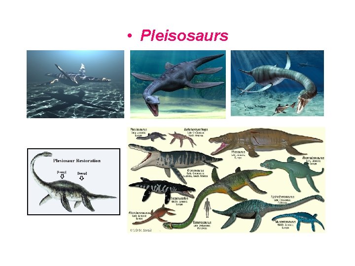  • Pleisosaurs 