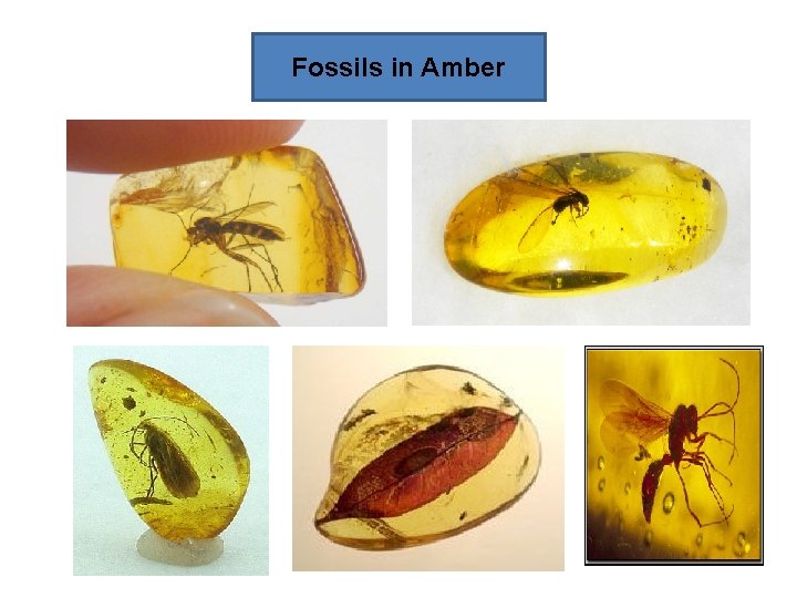 Fossils in Amber 