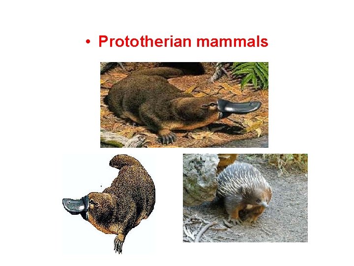  • Prototherian mammals 