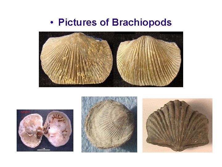  • Pictures of Brachiopods 