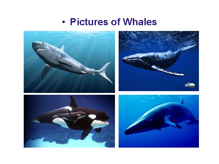  • Pictures of Whales 
