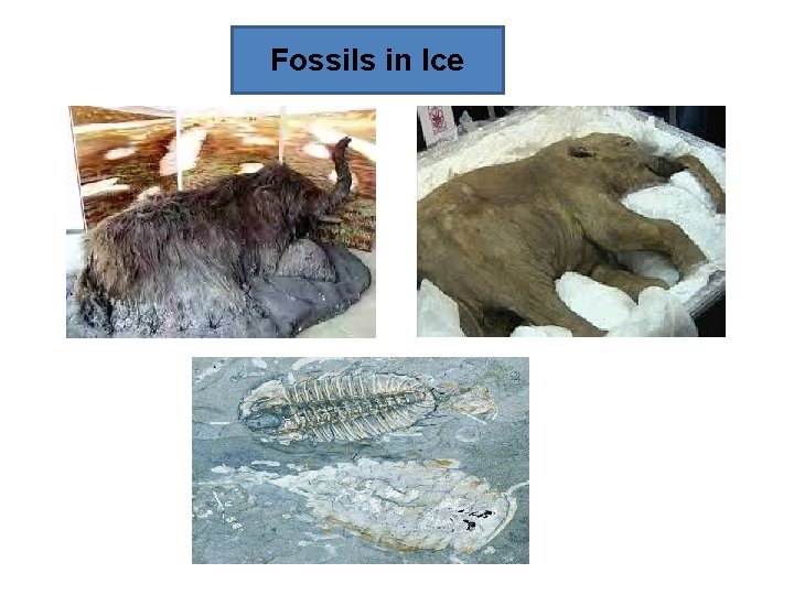 Fossils in Ice 