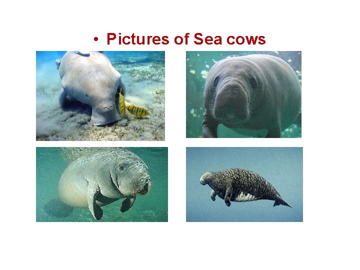  • Pictures of Sea cows 
