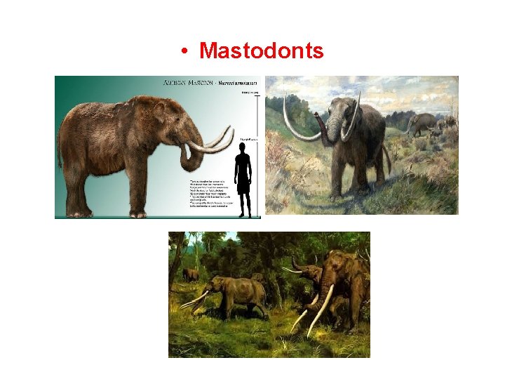  • Mastodonts 