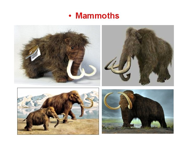  • Mammoths 