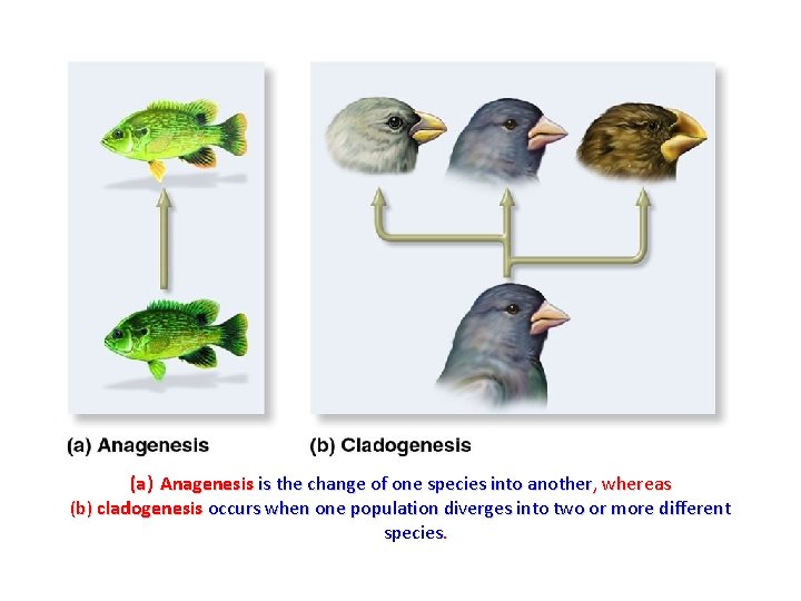 (a) Anagenesis is the change of one species into another, whereas (b) cladogenesis occurs