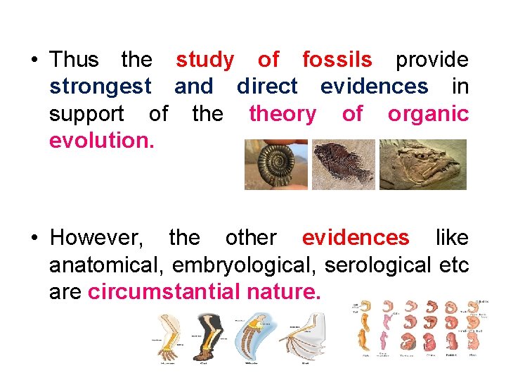  • Thus the study of fossils provide strongest and direct evidences in support