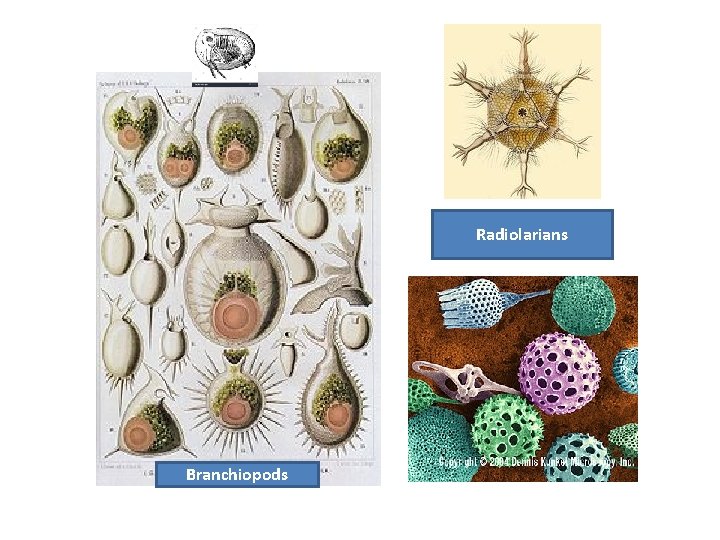 Radiolarians Branchiopods 