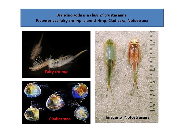Branchiopoda is a class of crustaceans. It comprises fairy shrimp, clam shrimp, Cladicera, Notostraca