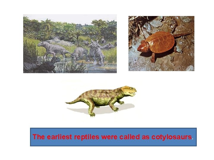 The earliest reptiles were called as cotylosaurs. 