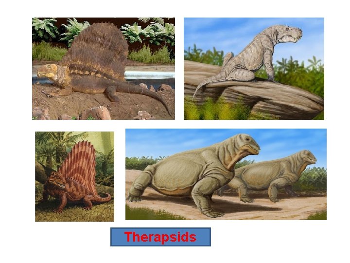 Therapsids 