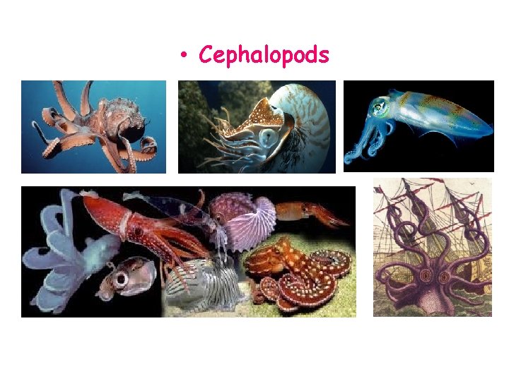  • Cephalopods 