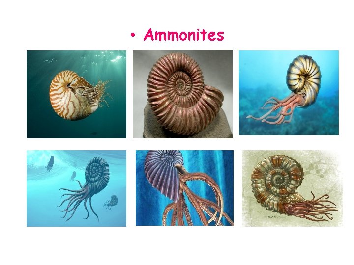  • Ammonites 